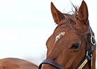 Groupie Doll<br><a target="blank" href="http://photos.bloodhorse.com/OntheFarm/On-the-farm/i-KSDSsML">Order This Photo</a>