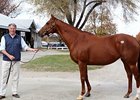 Michael Hernon with Rhumb Line, dam of Zazu and Art Princess.