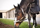 Rachel Alexandra 3/18/2013