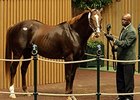 Graeme Hall in the Keeneland November Sale.