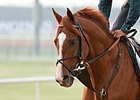 American Trainers Approve Meydan Move to Dirt American Trainers Approve Meydan Move to Dirt