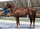 Hip No. 130, a chestnut colt by Scat Daddy -- Alittlebitearly, by Thunder Gulch brought $1.4 million.