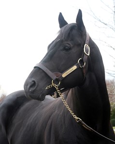 Denman at Darley