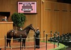 Hip 712, a War Front colt, was the Book 1 top seller.