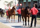 OBS Sale