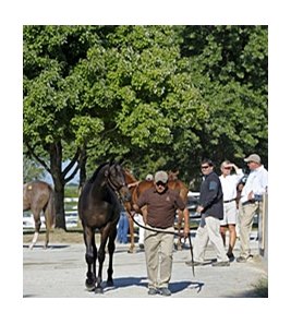Keeneland September Sale.
