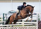 Kentucky Derby contender Sam P jumps at the New Vocations Charity Horse Show.