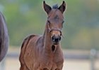 Telling - Dolly by Golly filly