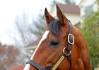 Noble Mission at Lane's End Farm