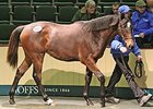 Lot 188 was the sale topper of day 1 at the Goffs February Sale.