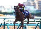 Champion Orfevre Gets First Winner in Japan Champion Orfevre Gets First Winner in Japan
