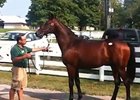 Keeneland Sept: Case Clay Discusses Hip 559 Keeneland Sept: Case Clay Discusses Hip 559