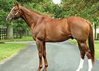 Pedigree Analysis: The Kittens Keep Coming Pedigree Analysis: The Kittens Keep Coming