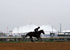 (May 15, 2014) horse working at Pimlico...
© 2014 Rick Samuels/The Blood-Horse