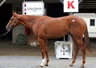 Hip No. 396, a Malibu Moon colt, topped the final session and the sale at $450,000.