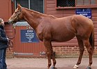 Dancing Rain sold in foal to undefeated European champion Frankel for 4 million guineas ($6,869,080 in United States funds).