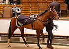 Gains Continue on Third Day at Tattersalls Gains Continue on Third Day at Tattersalls