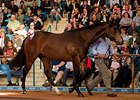 Lot 131, a Redoute's Choice half brother to Black Caviar sold for $5 million ($5,238,006 U.S.) at the Inglis Australian Easter yearling sale.