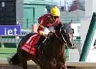 Big Drama To Stonewall's Prestige Stallions for 2017 Big Drama To Stonewall's Prestige Stallions for 2017