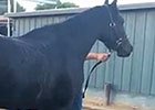 BC 2014: Shared Belief at Santa Anita BC 2014: Shared Belief at Santa Anita