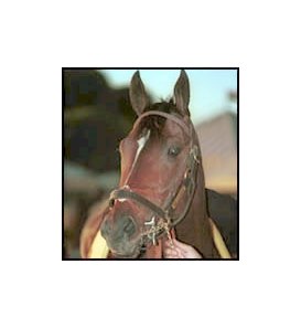 Siphonic, voted top horse at Hollywood Park's autumn meet.