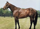 Stakes Producer Soviet Sojourn Euthanized Stakes Producer Soviet Sojourn Euthanized