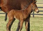 Artie Schiller's First Foal Artie Schiller's First Foal