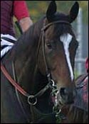 Tiznow to Stand at WinStar; Taylor Made Also Buys In Tiznow to Stand at WinStar; Taylor Made Also Buys In