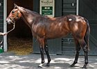Hip 73, Medaglia d'Oro -- Alta Love by Gone West