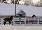 Pedigree Power: January Sale's Second Session Pedigree Power: January Sale's Second Session