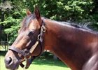 Deep Impact Bred to About 230 Mares in First Season Deep Impact Bred to About 230 Mares in First Season