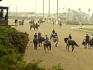 Jockeys, Trainers, on Synthetics Panels Jockeys, Trainers, on Synthetics Panels