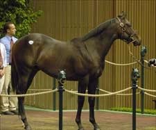 Keeneland Sale Opens With Increases in Average, Median Keeneland Sale Opens With Increases in Average, Median