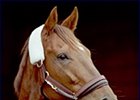 Horse of the Year Azeri.