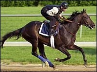 Aptitude to Stand at Juddmonte for $25,000 Aptitude to Stand at Juddmonte for $25,000