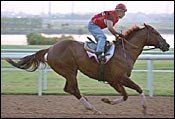 Sadler Confident Over Our New Recruit's Golden Shaheen Chances Sadler Confident Over Our New Recruit's Golden Shaheen Chances