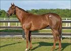 Double Honor Colt Tops Opening Session of OBS Sale Double Honor Colt Tops Opening Session of OBS Sale