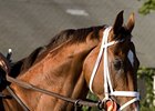 Host looks for victory in the Tropical Turf Handicap.