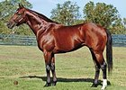 Black Mambo Sires First Winner Black Mambo Sires First Winner