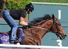 Longshot Allegre Scratched Out of Turf Longshot Allegre Scratched Out of Turf