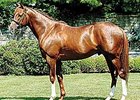 Van Nistelrooy stands for $25,000 at Ashford Stud near Versailles, Ky.