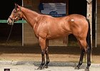 Hip 366, a bay filly by First Samurai, topped the second session, selling for $475,000.
