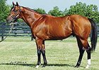 Posse, the leading freshman sire of 2007
<br><a target="blank" href="http://breeding.bloodhorse.com/leading_freshman_video.asp">Watch Video</a>