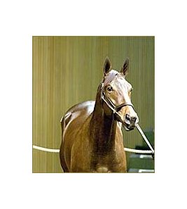Menifee colt, brought top price at Keeneland sale.