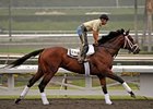 Quality Road training at Santa Anita before the Breeders' Cup.<br><a target="blank" href="http://www.bloodhorse.com/horse-racing/photo-store?ref=http%3A%2F%2Fpictopia.com%2Fperl%2Fgal%3Fprovider_id%3D368%26ptp_photo_id%3D8621664%26ref%3Dstory">Order This Photo</a>