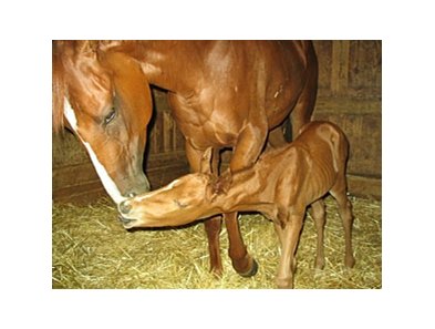 Tiger Eyed and her foal.