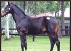 Sunday Silence Colt Tops First Session Of Japanese Foal Sale Sunday Silence Colt Tops First Session Of Japanese Foal Sale