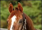 New York Stallion Raise a Man Dead at 30 New York Stallion Raise a Man Dead at 30