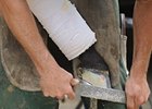 Big Brown gets his feet worked on by his farrier.