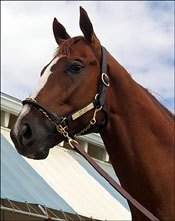 OBS Auction Gets Juvenile Selling Season Off to Record-Setting Start OBS Auction Gets Juvenile Selling Season Off to Record-Setting Start